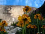 hdflower 150x112 Incredible...climbing