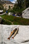 trout 100x150 Incredible...climbing