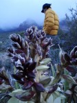 rain in the desert