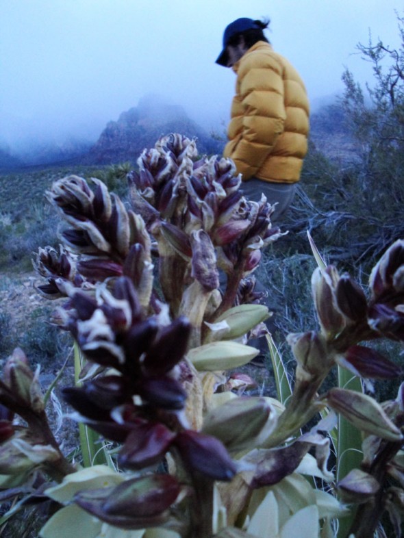 rain in the desert